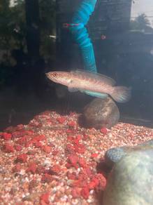 Channa stewartii