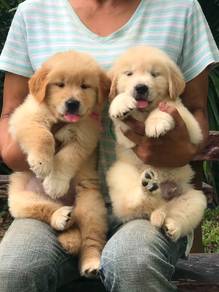 golden retriever puppies 