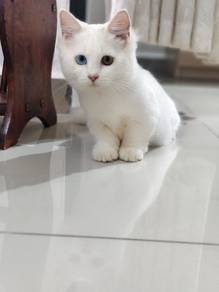 female munchkin odd eyes super short legs kitten
