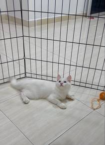 Kucing Odd Eye Mix Persian