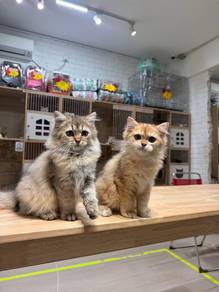 golden shaded British long hair cat kucing