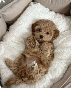 K6460 Furbaby Poodle Little Cute Bear Face Puppy P
