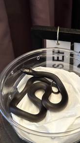 Mexican Black Kingsnake