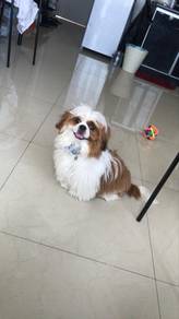 shihtuz a