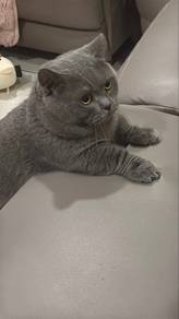 Male British Shorthair short leg ( cat mating )