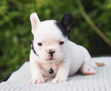 FRENCH BULLDOG PUPPIES 🌻S230 Boy~Girl