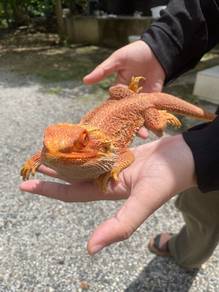 bearded dragon