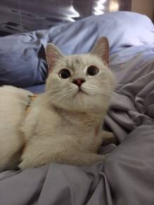 British Shorthair Kitten