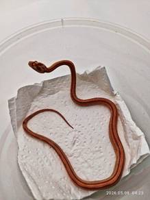 corn snake