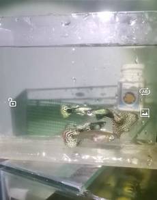 guppy dragon