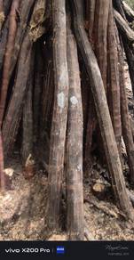 Sulur Bertam 