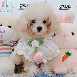 Tiny Toy Poodle