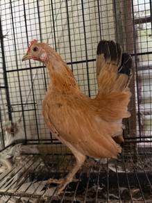 serama betina