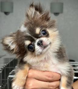Chihuahua