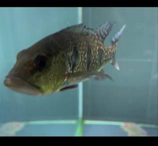 ikan Untuk dijual ( Oscar SB , Toman , Pb Orino )