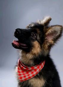German Shepherd