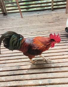 Ayam Rhode Island Red