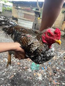 ayam baka kurik