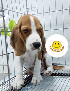 CC4000 Beagle adorable funny puppy