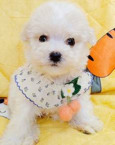 Maltipoo