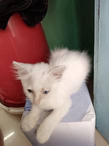 anak kucing