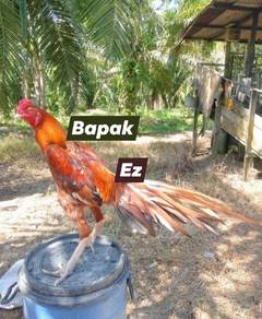 nokdeng line ekor lidi