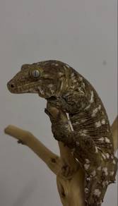 Leachianus Gecko  URGENT Sale!!!