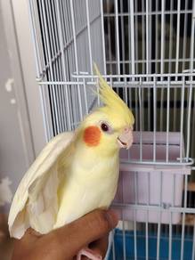 cockatiel Bird 