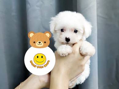 QW3211 Tiny Maltese puppies