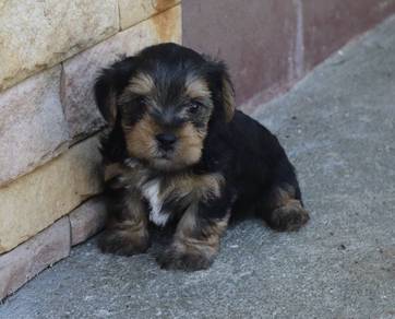 YORKSHIRE TERRIER PUPIES Y46🌻 Male-Female