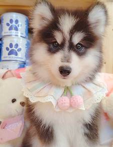Husky