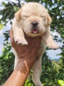 Pure Breed Labarador Retriever (1M3F) 拉布拉多开放预订