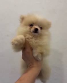 Pomeranian