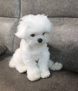 N4528 Jumpy Bichon Poochon White Fluffy Cotton Bal