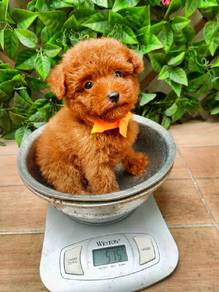 maltipoo2/