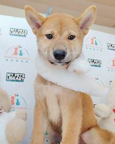 Shiba Inu