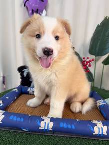 MKA Border Collie Yellow White