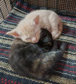 Free Adoption – Dua Anak Kucing Comel