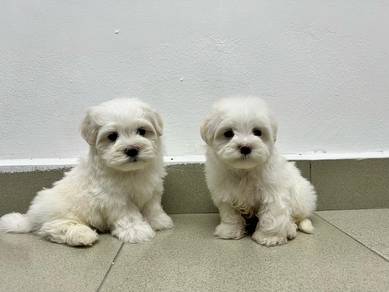 Maltese