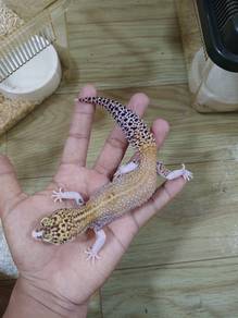 gecko 