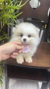 Fancy Color female Pomeranian Puppy F