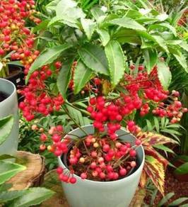 Benih Mata Ayam /Mata Itik /Christmas Berry