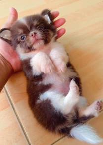 CHIHUAHUA PUPPIES 155🌷Head Apple Bonnie Dog