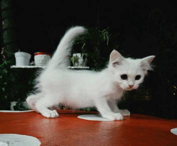 LiLYa Seeking New Owner