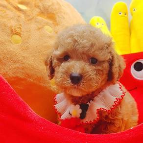 Poodle