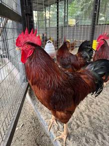 ayam RIR (Rhode Island Red)
