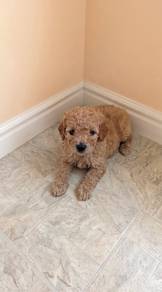 2male2female toy poodle pup