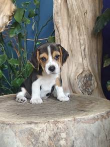 Short legs Beagle puppies (Female) 短腿比格 宝宝