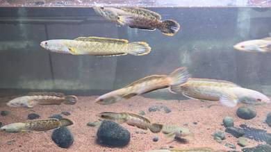 Snakehead Fish (Chana limbata)