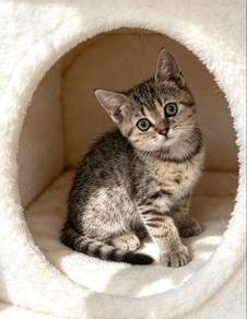 British Shorthair Tabby– Female
